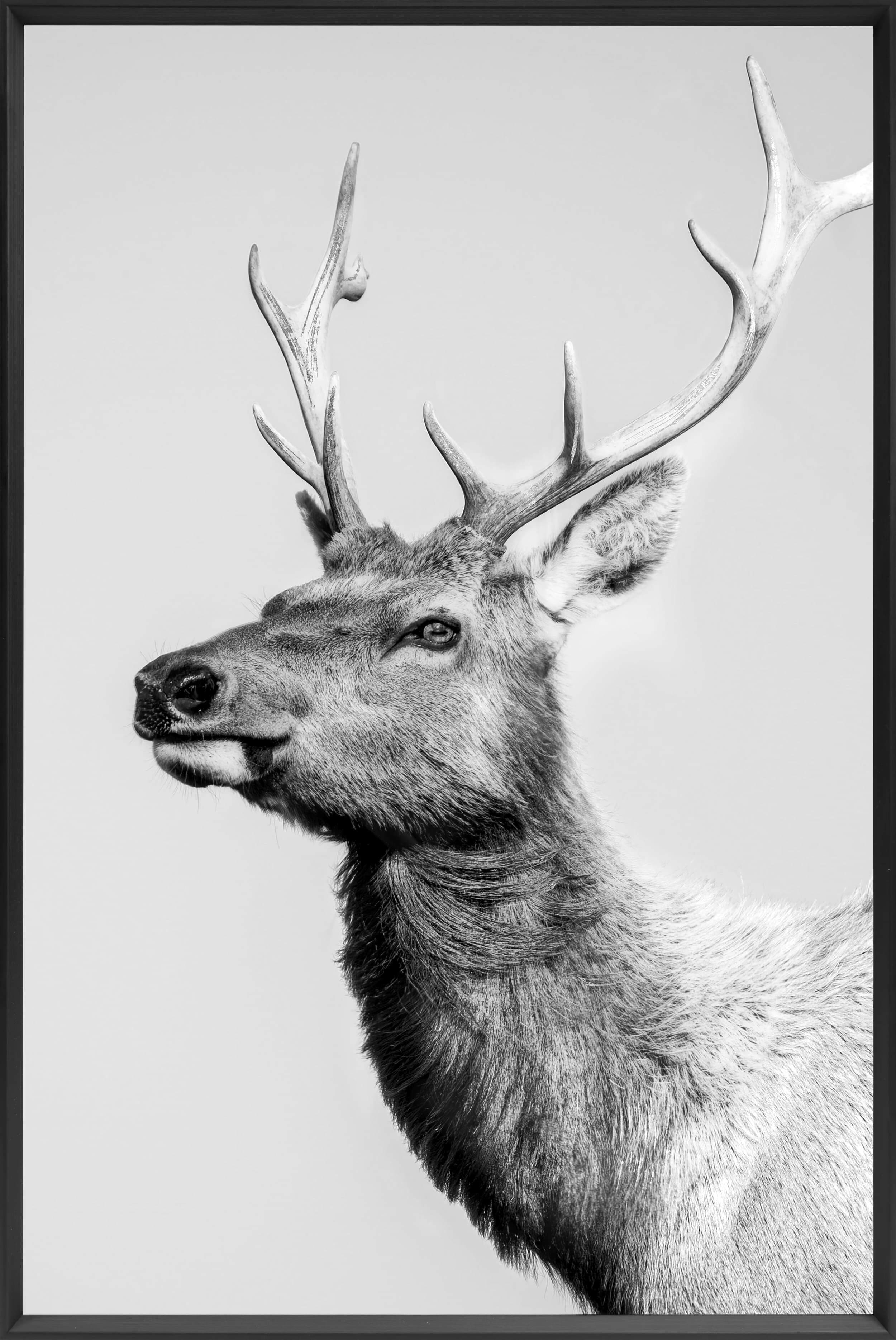 Wandbild Frame deer black and white