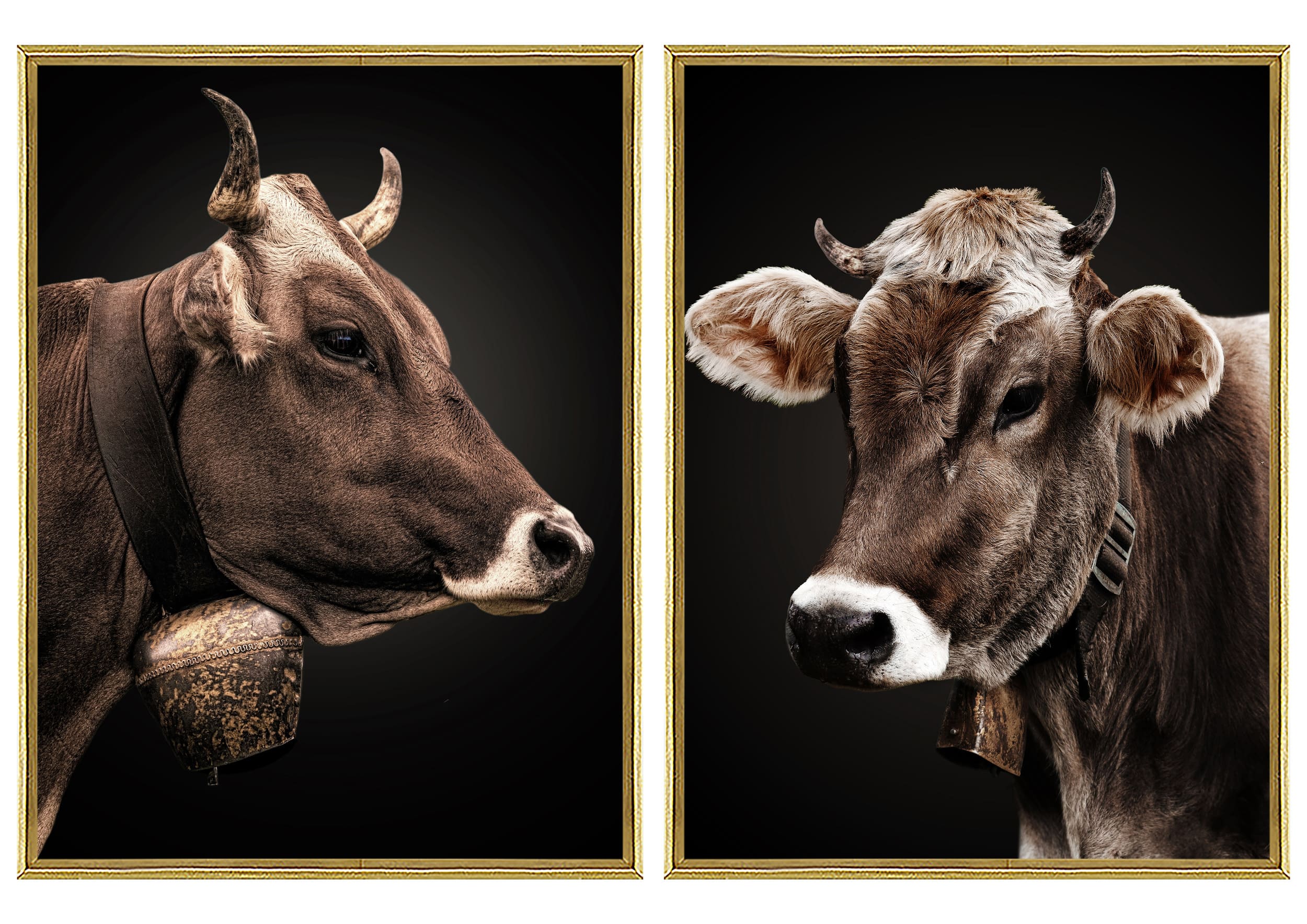 Wandbild Frame 2-fach sort. Cow Portaits 30x40cm