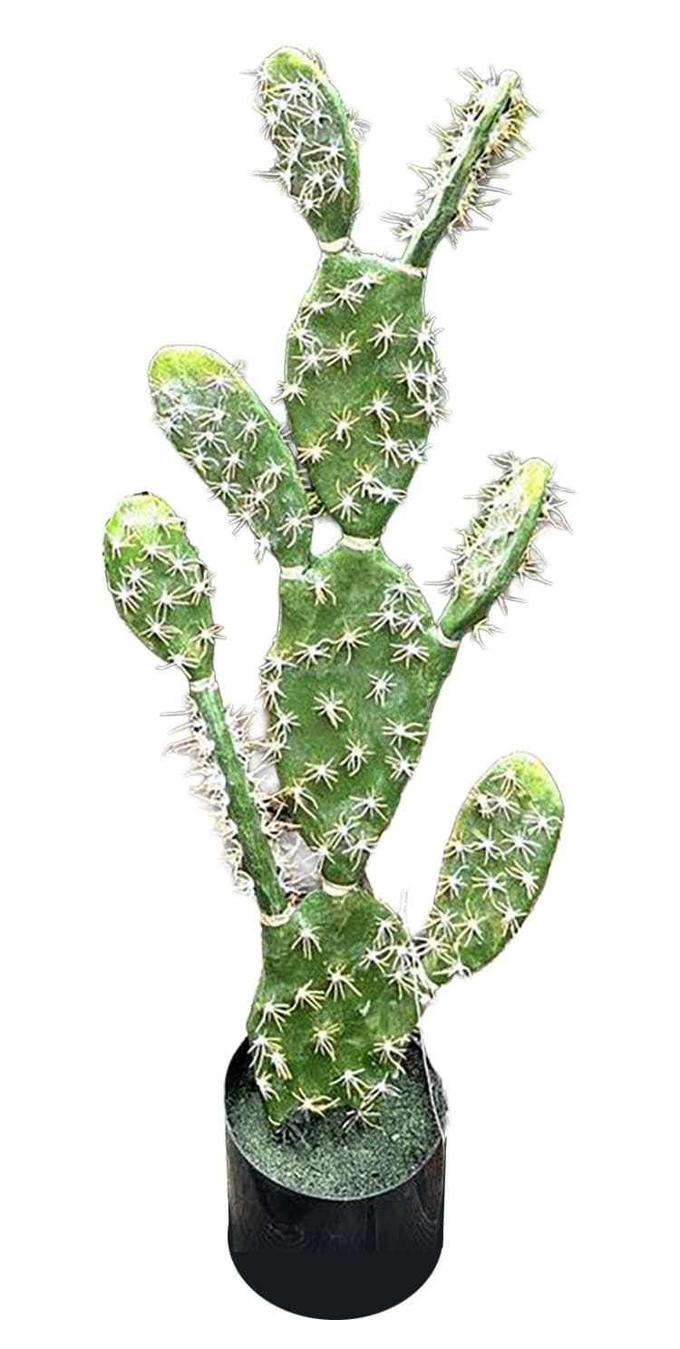Topfpflanze Kaktus -Opuntie- H=81cm