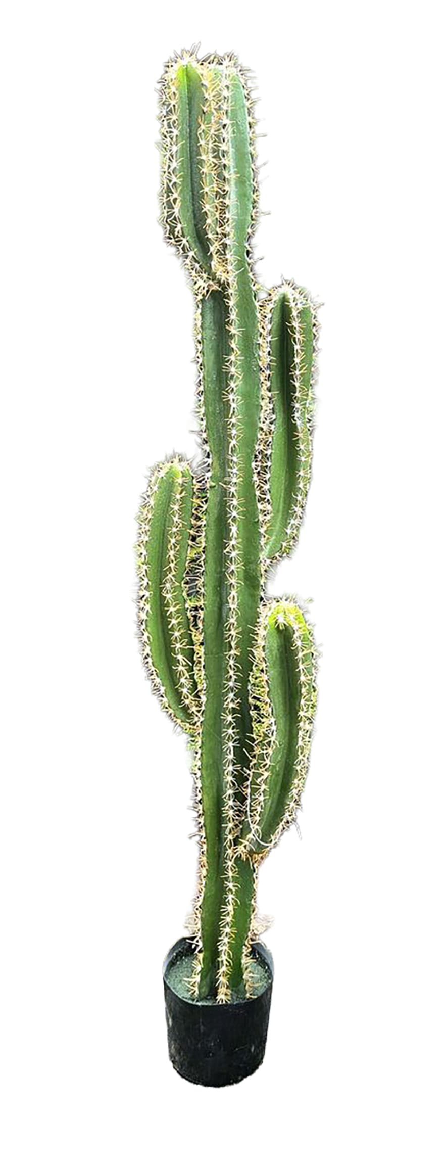 Topfpflanze Kandelaber -Kaktus- H=67cm