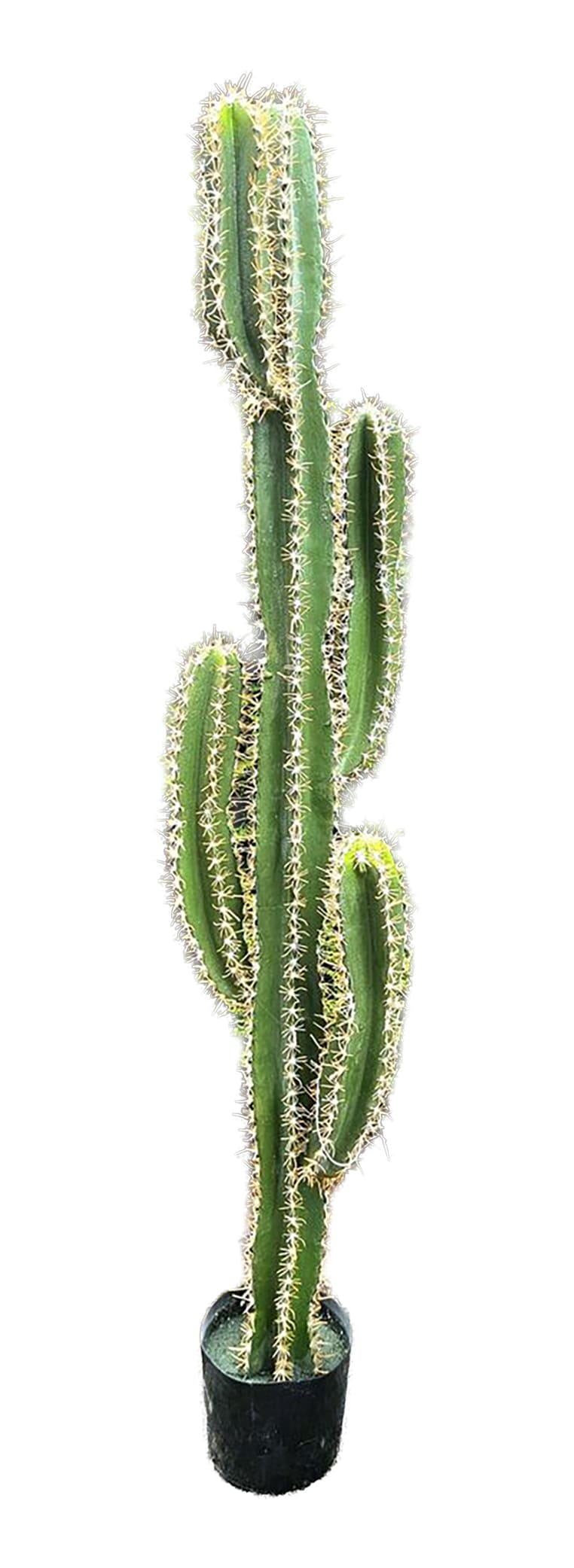 Topfpflanze Kandelaber -Kaktus- H=155cm
