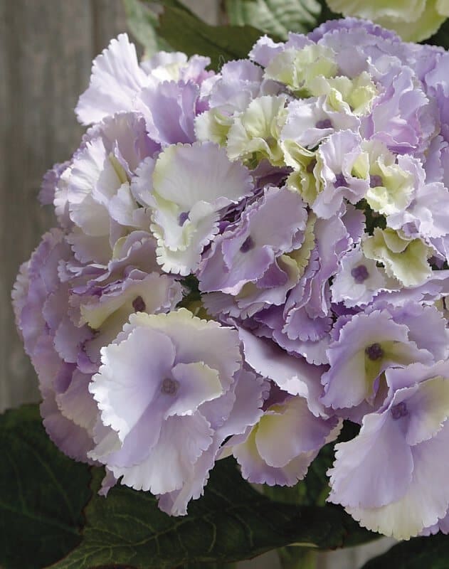 Kunstpflanze Hortensie flieder H=70cm