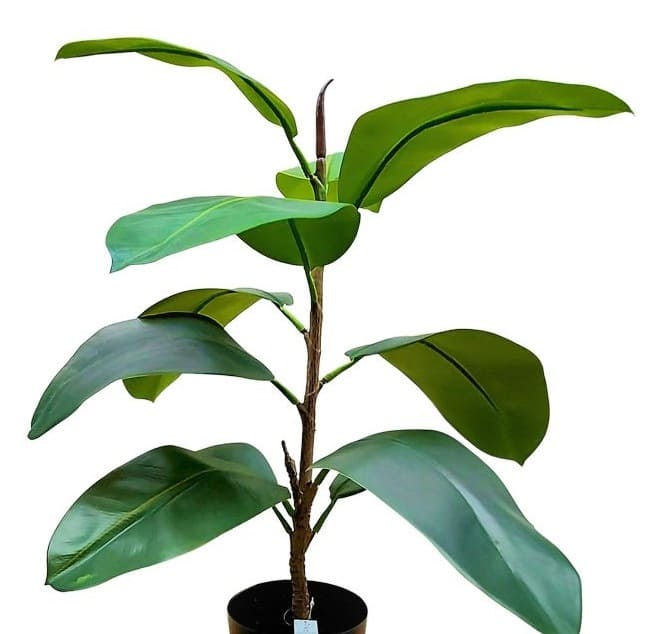 Topfpflanze Ficus elastica -Gummibaum - H=60cm