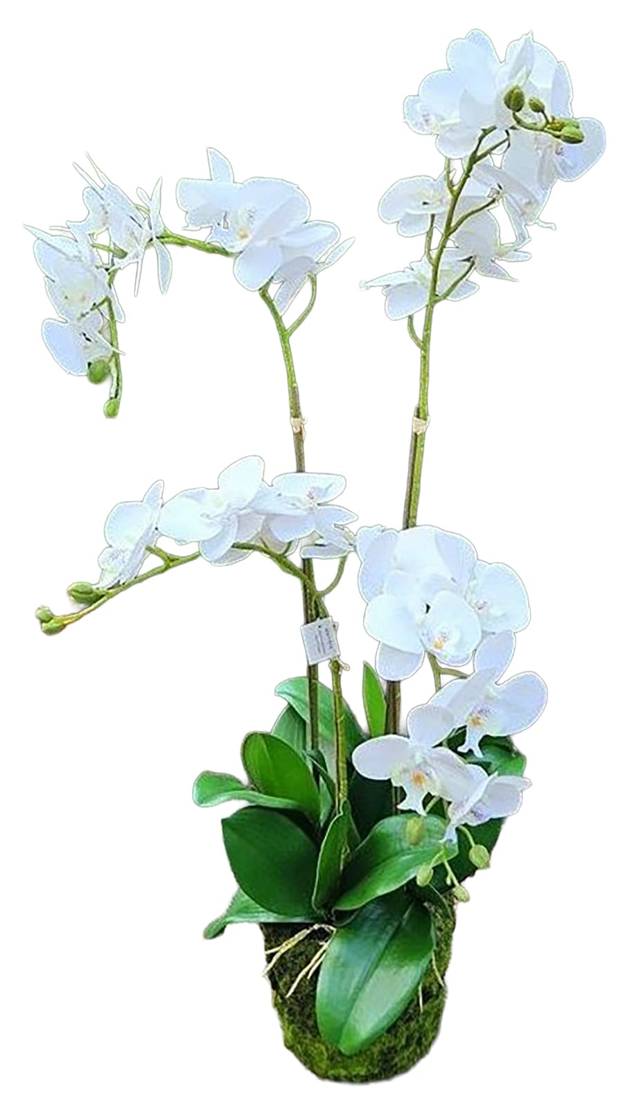 Kunstpflanze Orchideenarrangement in Erde H=110cm