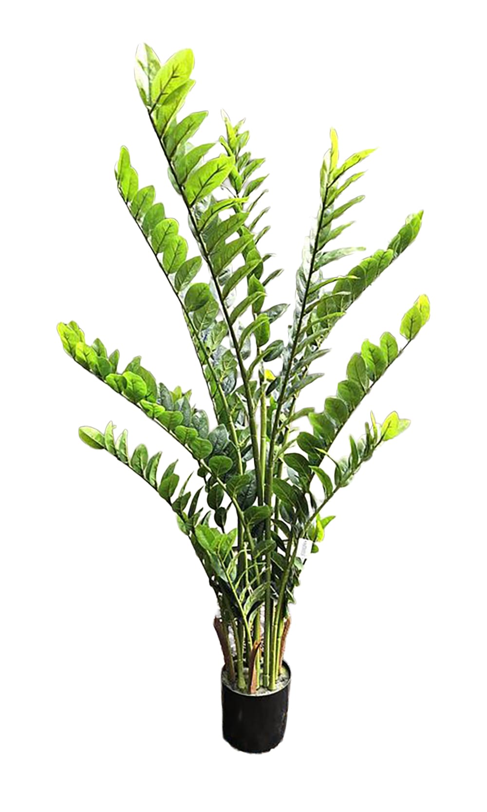 Topfpflanze Zamioculcas zamiifolia H=150cm
