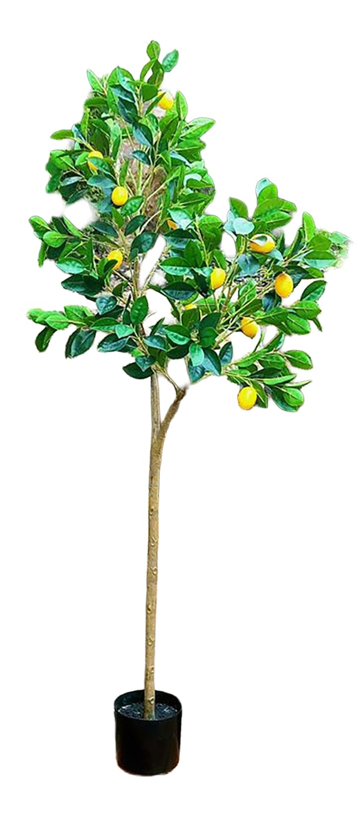 Topfplanze Zitronenbaum H=200cm